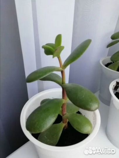 Толстянка (денежное дерево)