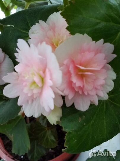 Бегонии элатиор