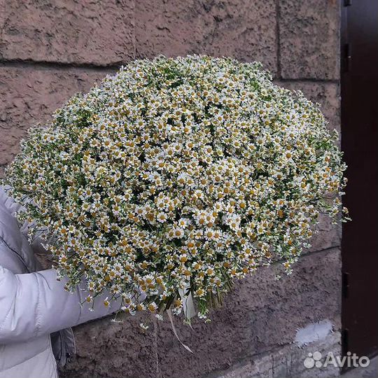 Букет из ромашек 11 21 31 41 51 101