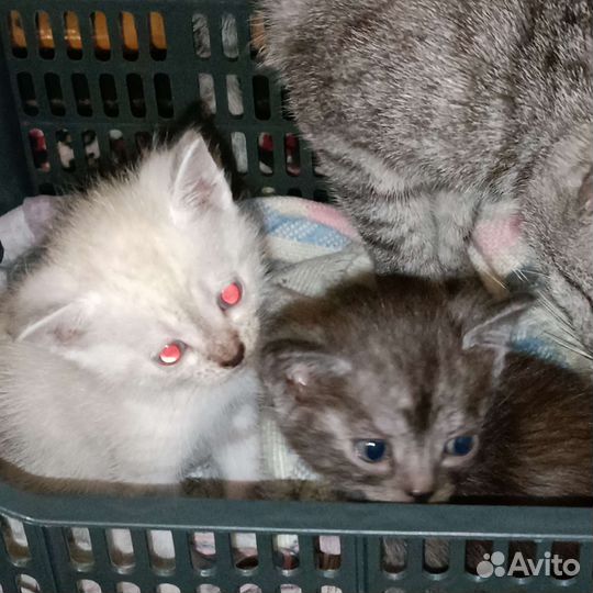 Отдам котят