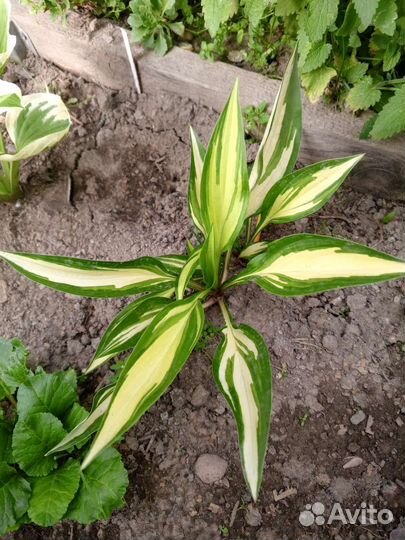 Хосты. Патриот, Черри Берри, Эль Ниньо и др