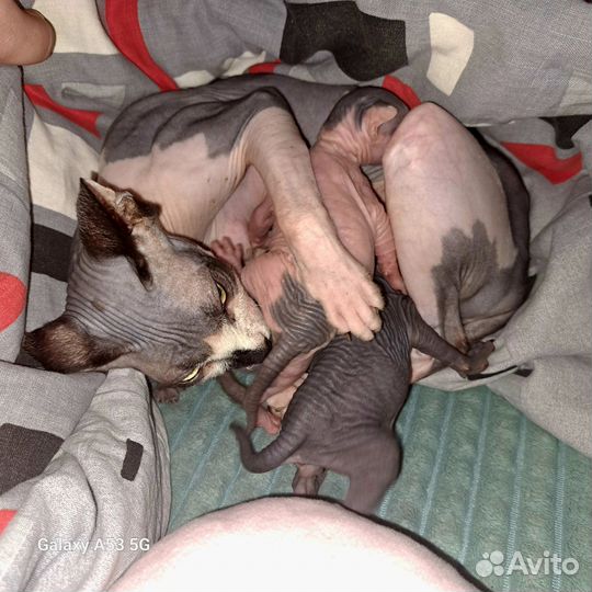 Канадский сфинкс