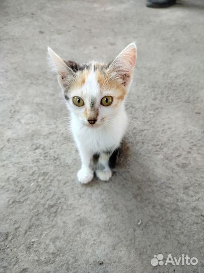 Котенок в добрые руки