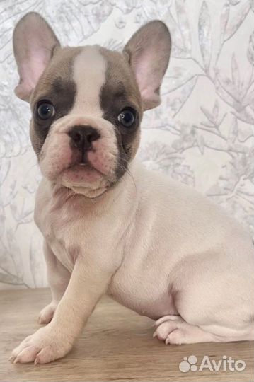 Французский бульдог голубая принцесса