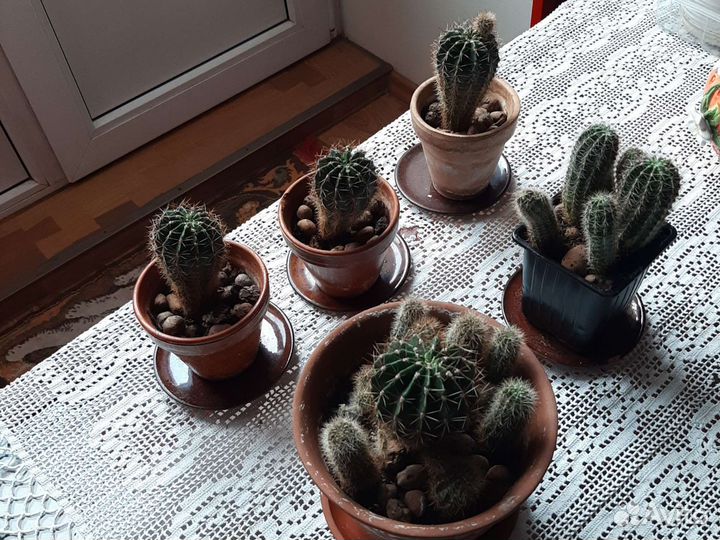 Кактус в горшках