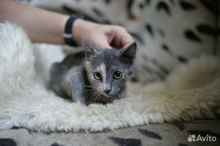 Три трёхцветных котёнка