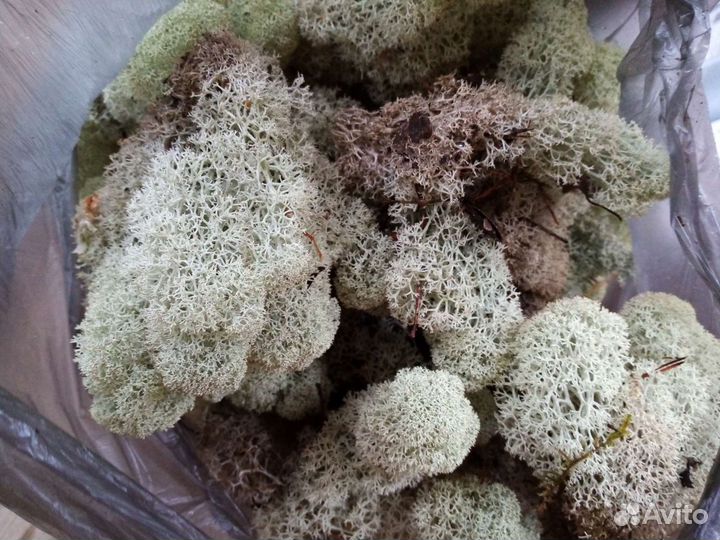 Исландский мох, ягель, мох