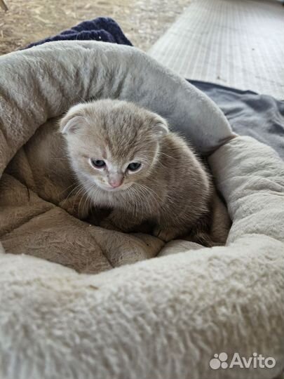 Британские котята