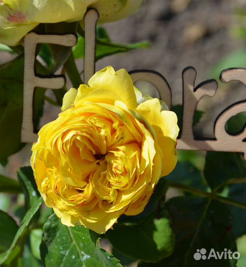 Роза английская Каталина