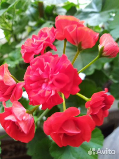 Комнатные растения и цветы