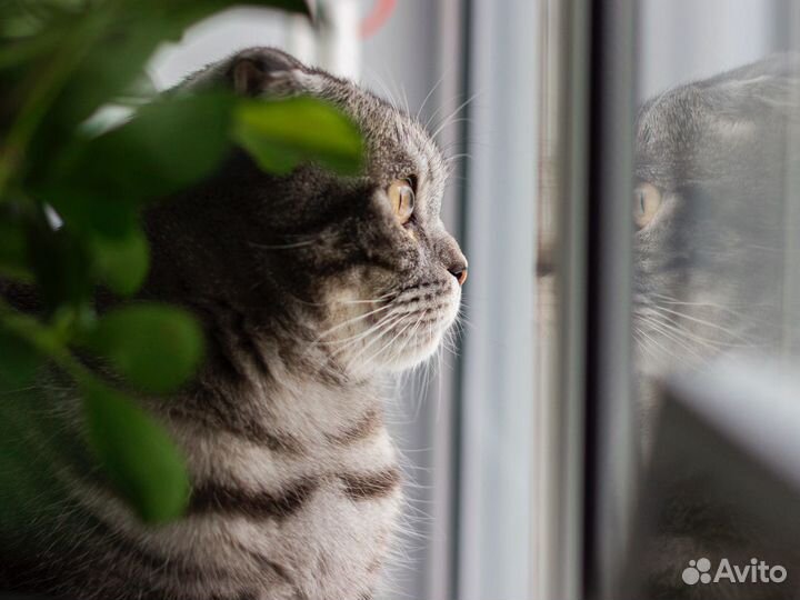 Москитные сетки на пластиковые окна