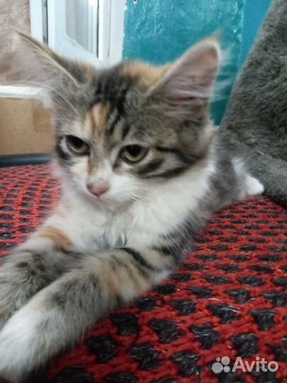 Милые котята