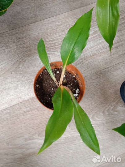 Хлорофитум Оранж