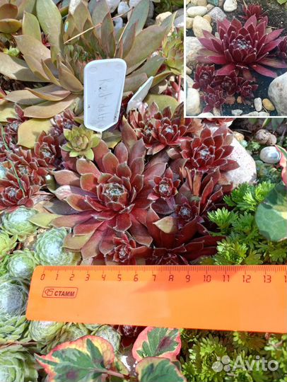 Каменная роза (сортовые молодила) 2