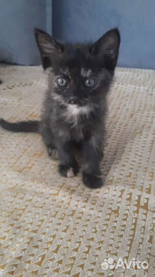 Котята в дар бесплатно