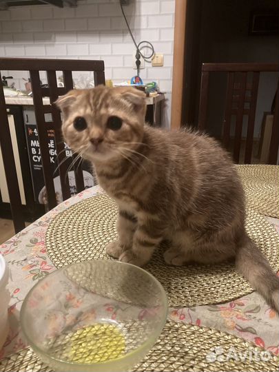 Шотландская вислоухая