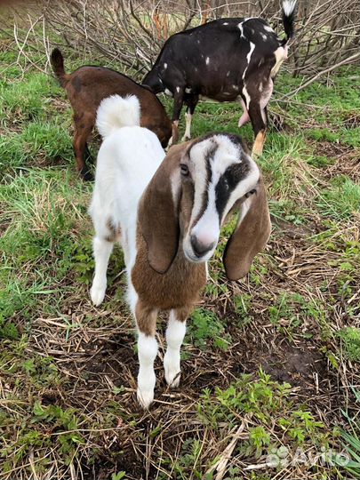 Камори,камерунские