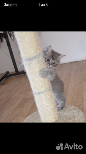 Передержка лапушек (кошечек и собачек до 15 кг.)