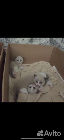 Котята шиншилла, рэгдолл, ориентал