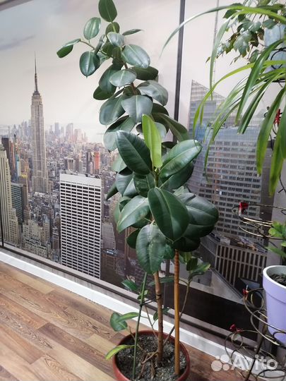 Комнатное растение фикус