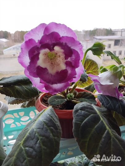 Цветущая клубневая глоксиния