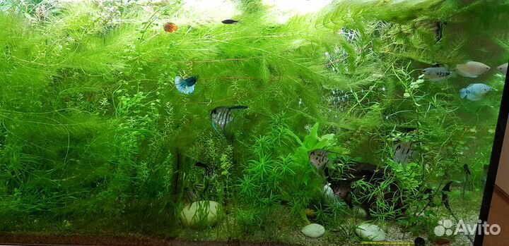 Аквариумные растения: Валлиснерия, роголистник и д