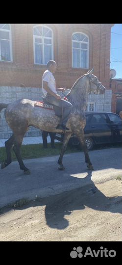 Орловский жеребец