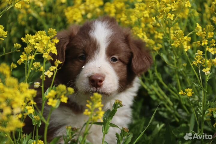 Бордер колли