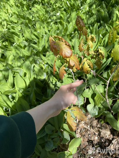 Саженцы дуб