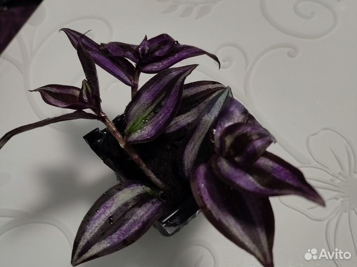 Традесканция зебрина