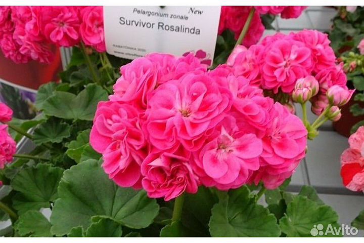 Пеларгонии сортовые