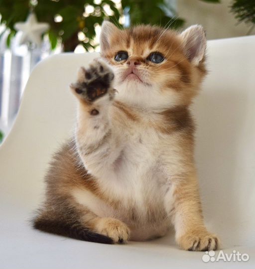 Шотландские котята