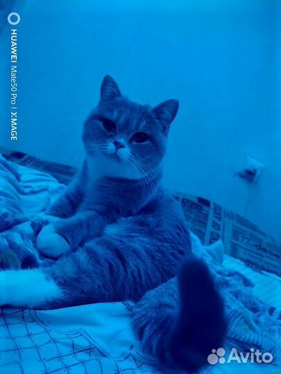 Отдам шотландского котенка 12 месяцев