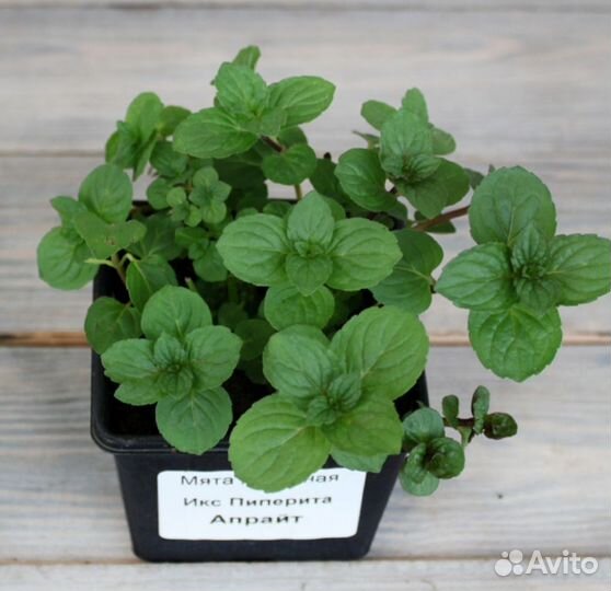Мята, тимьян, мелисса, папоротник рассада