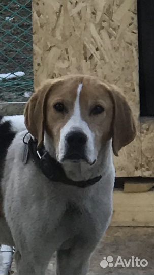 Вязка Русская гончая пегая Выжлец