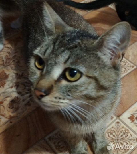 Домашние животные