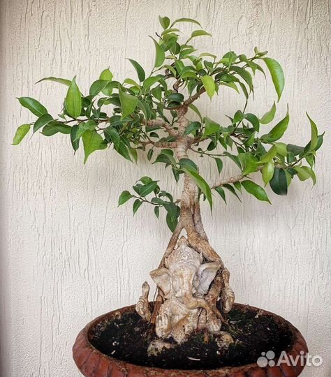 Фикус Бенджамина бонсай