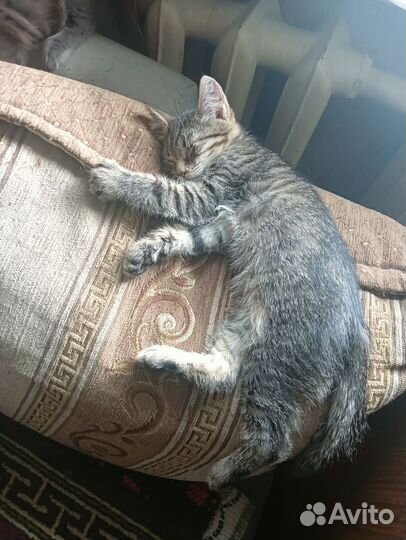 Котята отдам в добрые руки бесплатно
