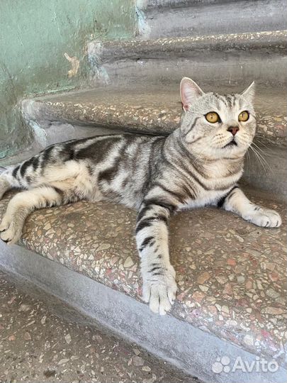 Кот в добрые руки даром бесплатно