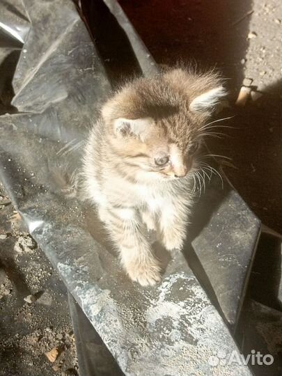 Котята в добрые руки мальчики