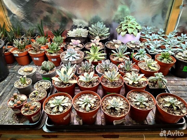 Суккуленты