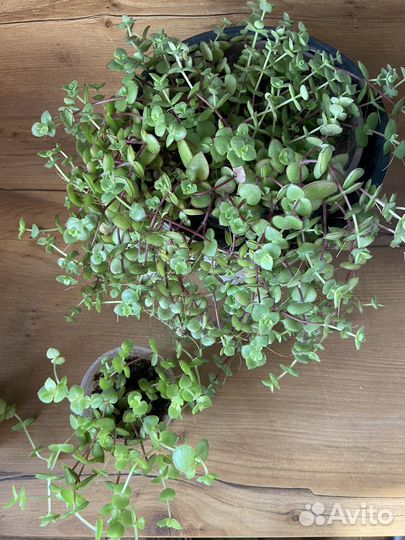 Красула пеллюцида