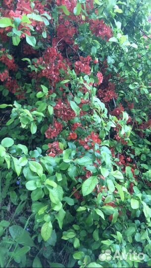 Айва японская хеномелес