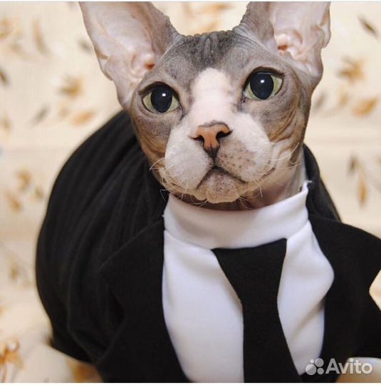 Одежда для кошек