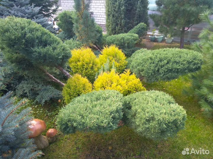 Можжевельник