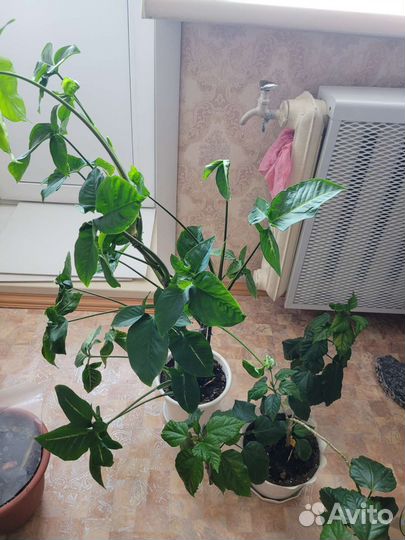 Фикус бенжамина Сингониум Роза