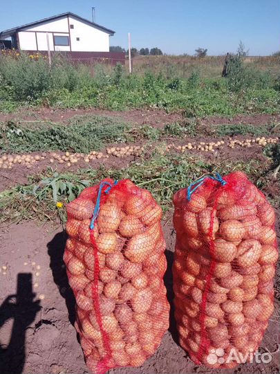 Продам картофель домашний