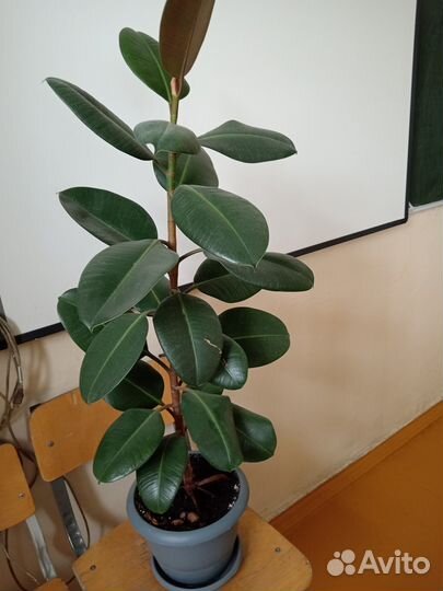 Комнатные цветы