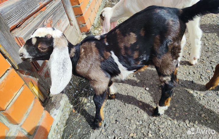 Англо нубийские козы