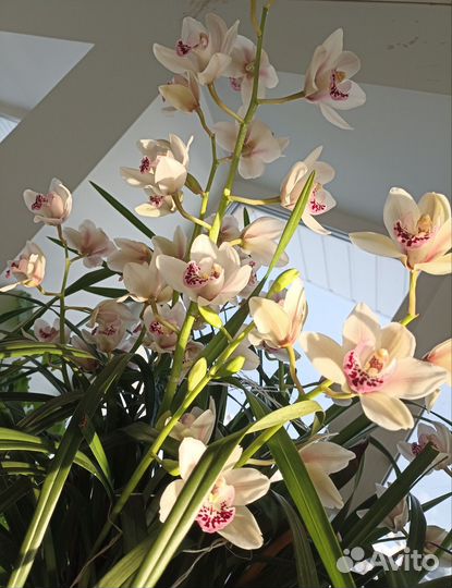Орхидея цимбидиум